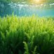 waterplant