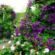 creeper plants